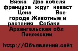  Вязка ! Два кобеля француза ,ждут  невест.. › Цена ­ 11 000 - Все города Животные и растения » Собаки   . Архангельская обл.,Пинежский 